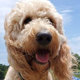 Goldendoodles from Double G's Doodles