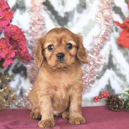 Burton - Ruby male Cavalier King Charles Spaniel puppy in Sacramento, California from Blueberry Hill Cavaliers