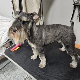 Beau - Miniature Schnauzer