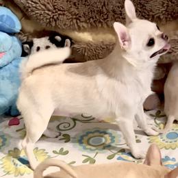 Nauny - Chihuahua