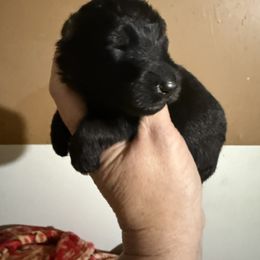 Dorothy - Black female German Shepherd puppy in Lakeland, Florida from Fur Love And Puppies