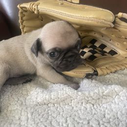 Boy 1 - Fawn male Pug puppy in Hanover, Virginia from Pure Pugs
