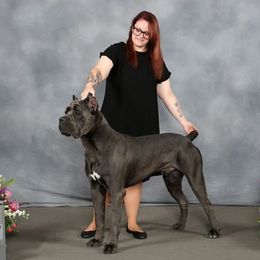 Maverick - Cane Corso