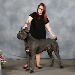 Maverick - Cane Corso