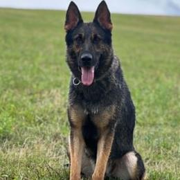 Odessa - German Shepherd