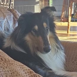 Duncan - Collie