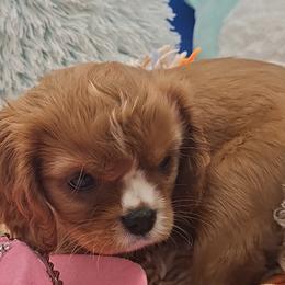 Ruby - Ruby female Cavalier King Charles Spaniel puppy in Longview, Texas from Casanova Cavalier King Charles Spaniels