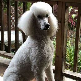 Poodle All Grown Up from Karesque Standard Poodles