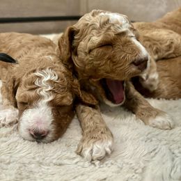 Goldendoodle Puppies from Ivy’s Doodles