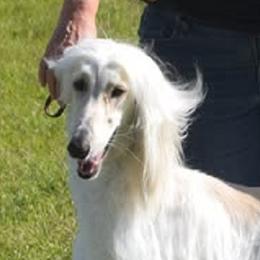 Sandy - Afghan Hound