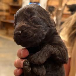 Boy 1 - Chocolate male Boykin Spaniel puppy in Barney, Georgia from Price & Co.