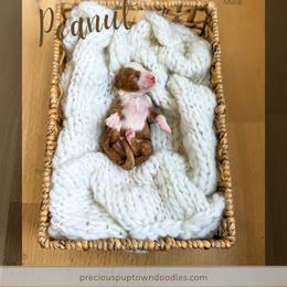 Peanut - Red  male Goldendoodle puppy in Bell Buckle, Tennessee from Precious Puptown Doodles