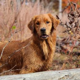 Dawn - Dark golden female Golden Retriever puppy in Rileyville, Virginia from Snowshoe Samoyeds