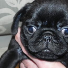 Havanese and Pugs from Camelot Kennel