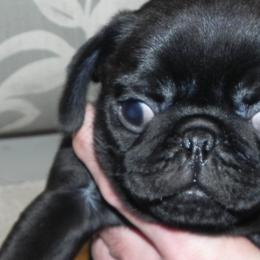 Havanese and Pugs from Camelot Kennel