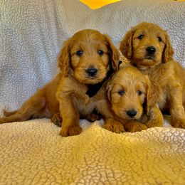 Goldendoodle Puppies from Mountainside Goldendoodle