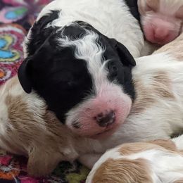 Bernedoodle, Goldendoodle, and Labradoodle Puppies from Riverhouse Doodles