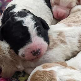 Bernedoodle, Goldendoodle, and Labradoodle Puppies from Riverhouse Doodles