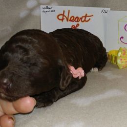 Bearded Retriever Puppies from Georgia Doodle Dogs