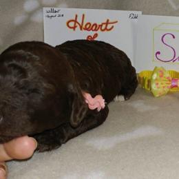 Bearded Retriever Puppies from Georgia Doodle Dogs