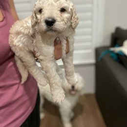 Poodle Puppies from The Rad Poodles