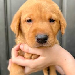 Francis - Yellow male Labrador Retriever puppy in Great Falls, Montana from Yogo Point Kennels