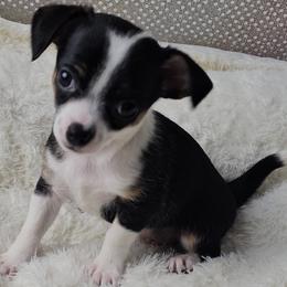 Cavalier King Charles Spaniels, Cavapoos, Chihuahuas, Companion Crosses, and Pomskies from Petite Pups