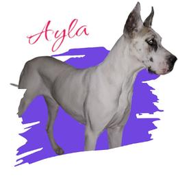 Ayla - Great Dane