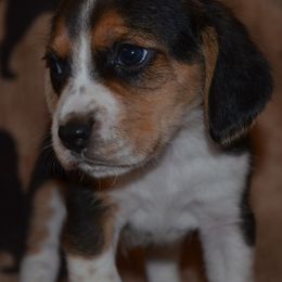 Nevada Utah Idaho Goose - Black tan and white male Beagle puppy in Spring Creek, Nevada from Badland Kennel