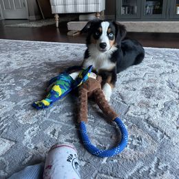 Raleigh - Miniature Australian Shepherd