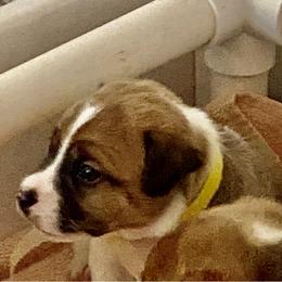 Golden Retriever and Jack Russell Terrier Puppies from Shelby Burleson's Golden Retrievers and Jack Russell Terriers
