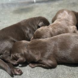 Chip - Chocolate male Labrador Retriever puppy in Mount Olive, Mississippi from 3 King Kennels