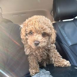 Teddy Graham - Silver-beige  male Poodle puppy in Wilson, North Carolina from Parti-Pawz