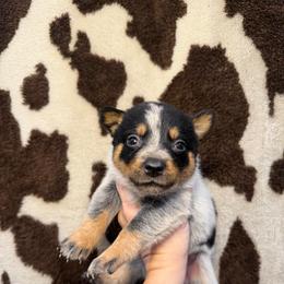 Maggie - Blue speckled female Australian Cattle Dog puppy in Rosharon, Texas from 4Surge Cattle Dogs