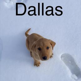 Dallas - Yellow male Labrador Retriever puppy in Mineral, Virginia from Canine Assist