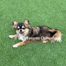 Armani - Black sabled fawn female Chihuahua puppy in Anderson, South Carolina from Lil Treasures Chihuahuas