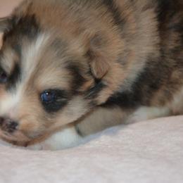 Dune - Wolf sable male Pomsky puppy in Fairfield, Vermont from Pomskies of Vermont