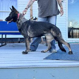 Touka - German Shepherd