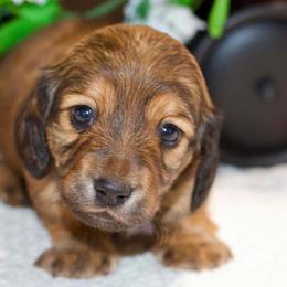 Josie - Red female Dachshund puppy in Bellville, Ohio from JK Mini Doxies