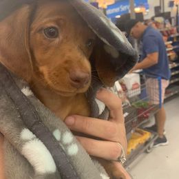 Dachshund Puppies from Slinky’s Dachshunds