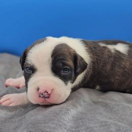 Brindle Male - Black brindle male American Bully puppy in Lexington, Kentucky from Deuce's Den