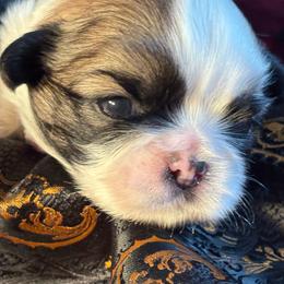 Boy 2 Honey - Gold and white male Shih Tzu puppy in Madras, Oregon from Maridee’s ShihTzu