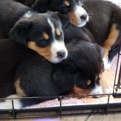 Entlebucher Mountain Dog Puppies from Swiss Stock Entlebuchers
