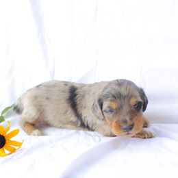 Bo - Dapple male Dachshund puppy in Fredericksburg, Ohio from William's Dachshunds