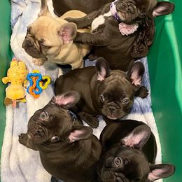 French Bulldogs from Great Northwoods Frenchies