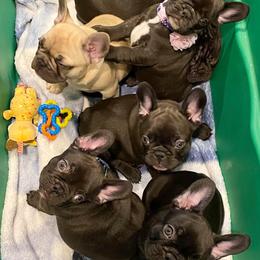French Bulldogs from Great Northwoods Frenchies