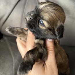 Lexus - Tricolor female Shih Tzu puppy in Lakeland, Florida from Sunshine Shih Tzus