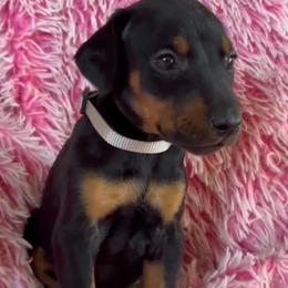 Girl 3 - female Doberman Pinscher puppy in Centralia, Missouri from TopSpots Farm