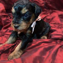 Hope - Black and tan female Schnoodle puppy in Kentucky from Mrs Bs Teeny Schnauzers & Doodles