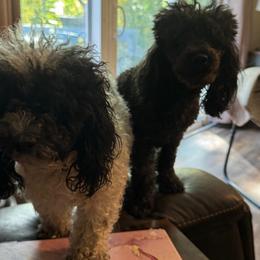 Paris - Poodle